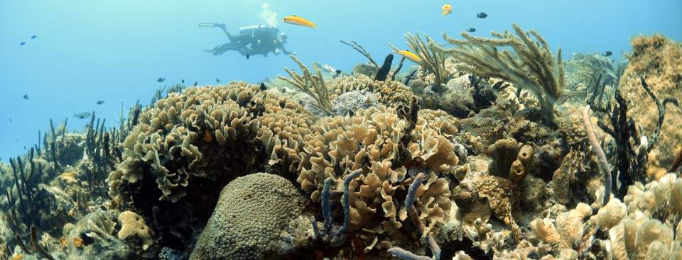 Scuba diving in Playa del Carmen